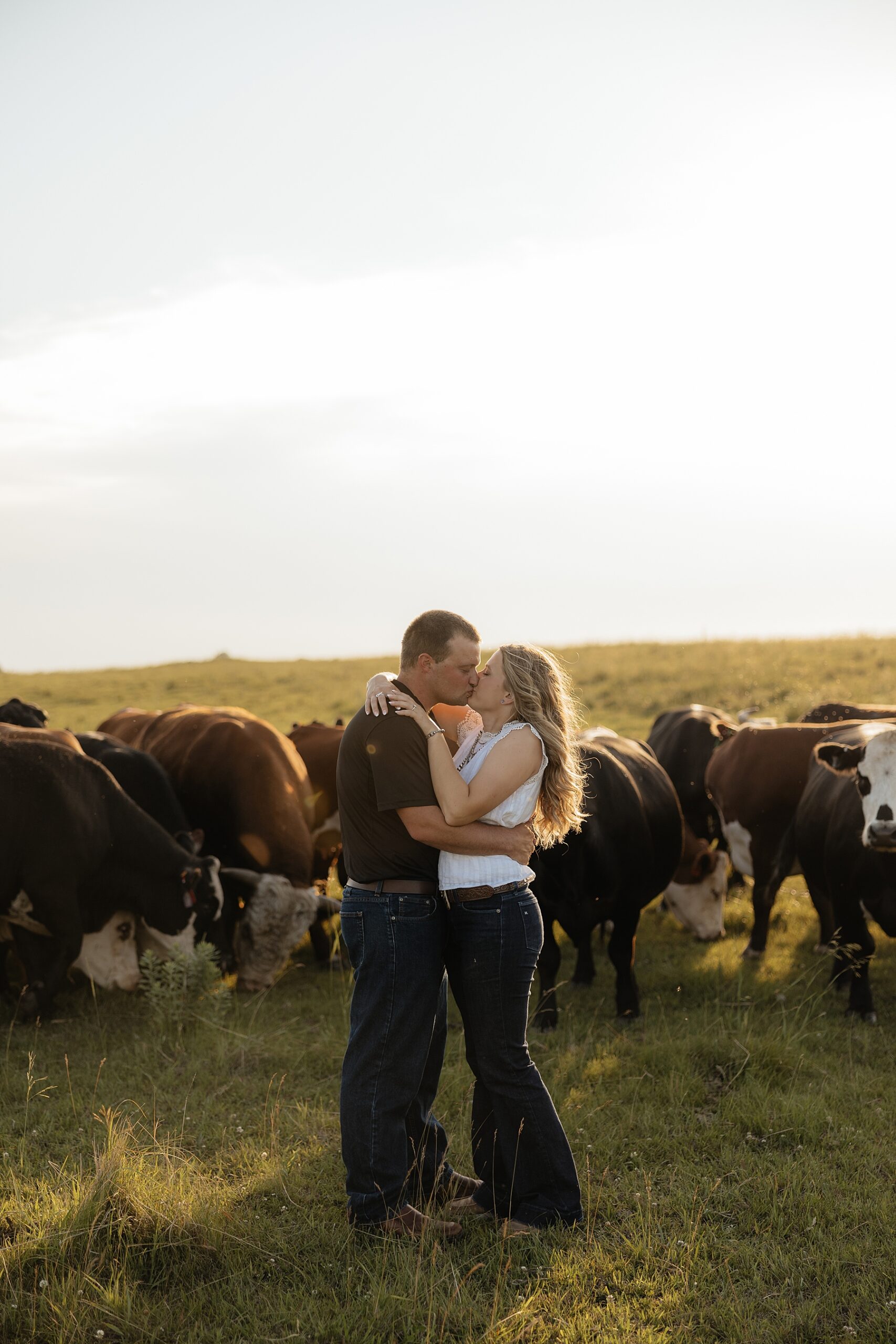 A couple kissing in a field with show cattle behind them.