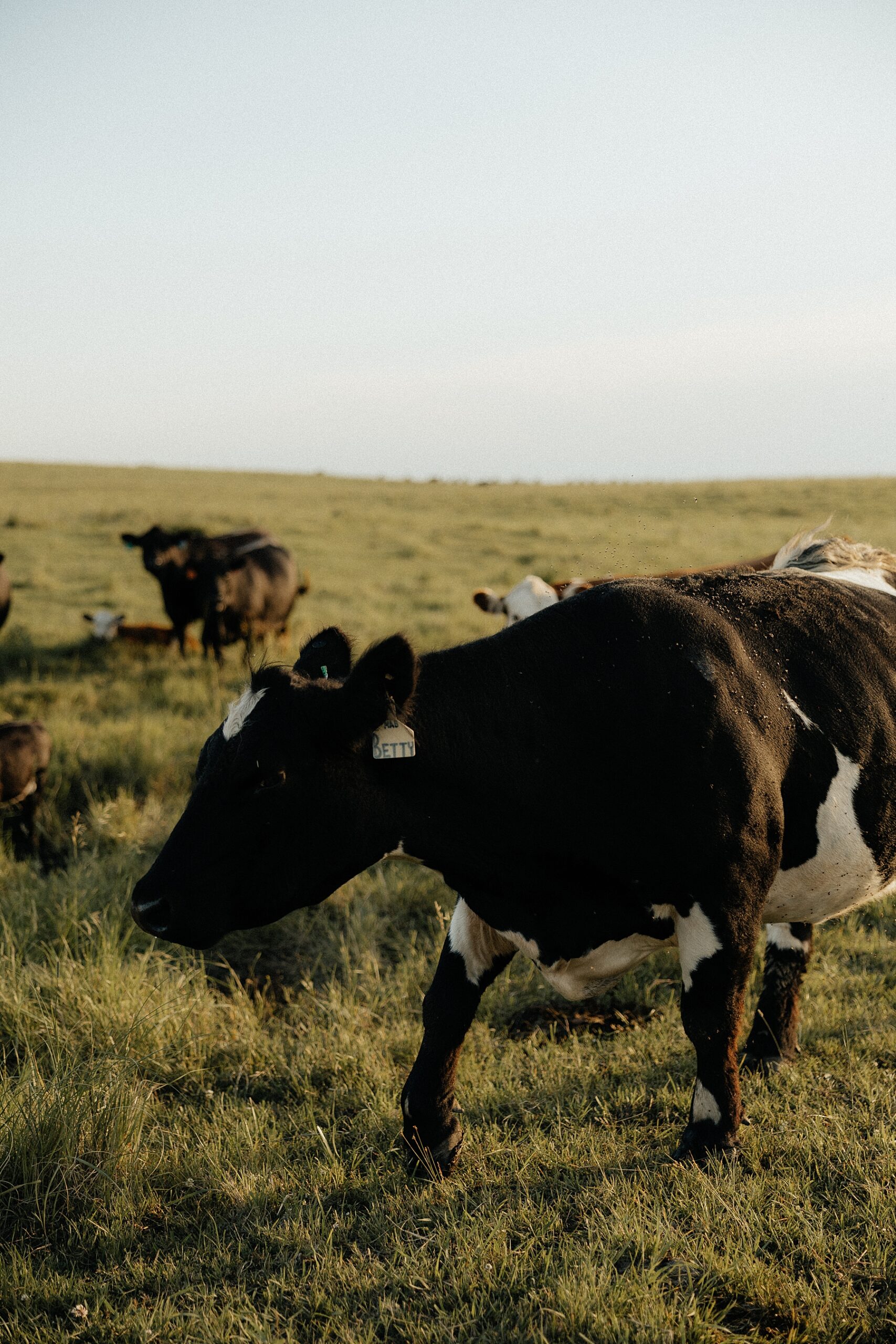 A cow named betty.