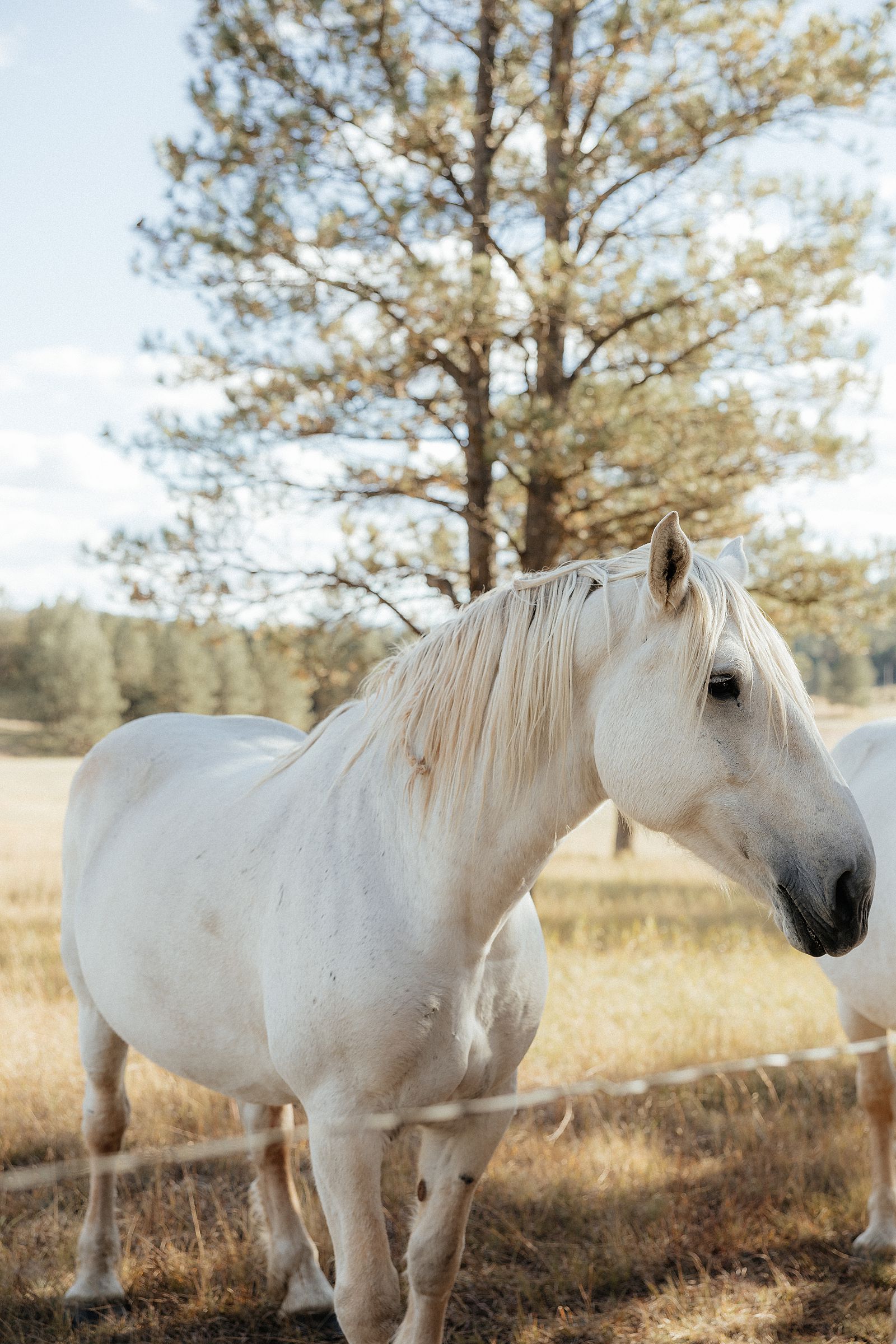 A white draft horse in Hermosa, South Dakota.